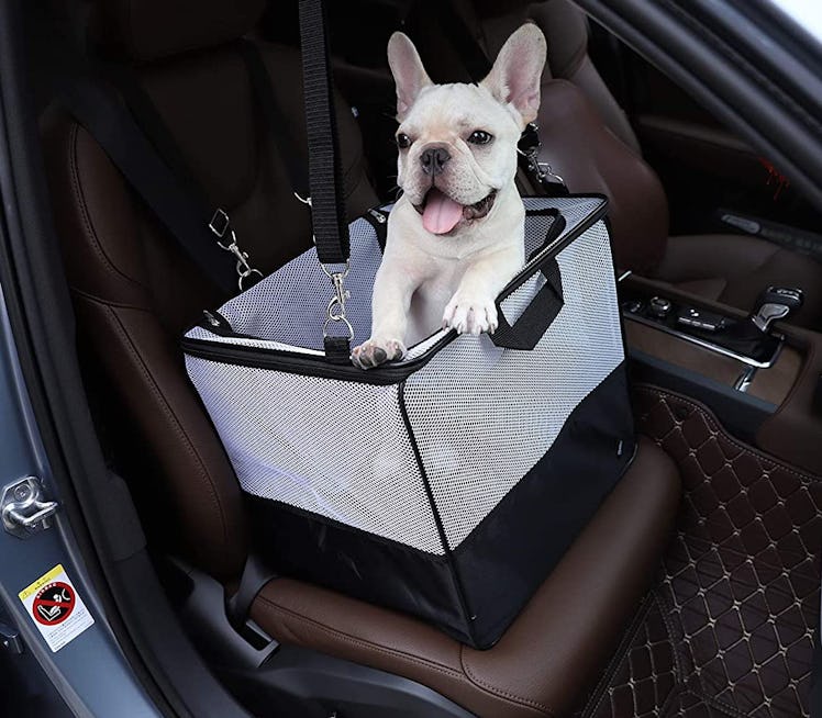 Amazon Basics Portable Small Pet Carrier and Car Seat