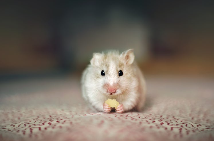 Hamster eating food