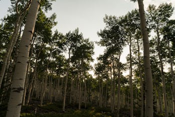 Pando has survived the disease, the hunt and the colonization.
