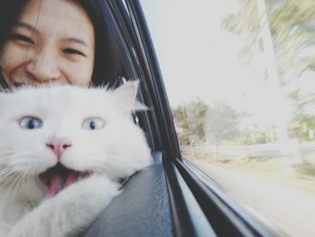Cat and woman staring at camera in car
