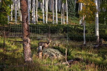 Well-disguised deer eating Pando shoots.