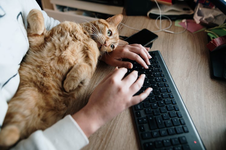 Owner types on keyboard while cat lazes around