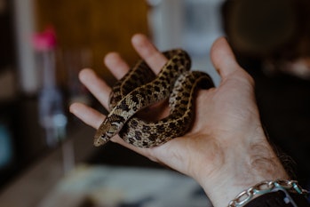 Man holding a garter snake