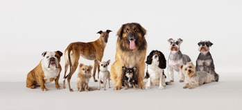 Different dog breeds lined up for a photo