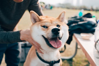 Man holding a Shiba Inu dog