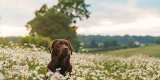 Chocolate labrador in a field of daisies at sunset