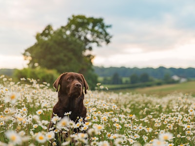 Chocolate labrador in a field of daisies at sunset