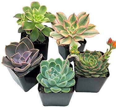 The Succulent Cult Succulent Plants (5-Pack)
