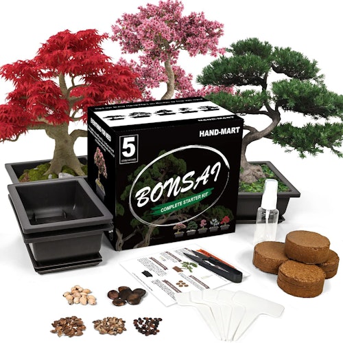 Bonsai Tree Seed Starter Kit