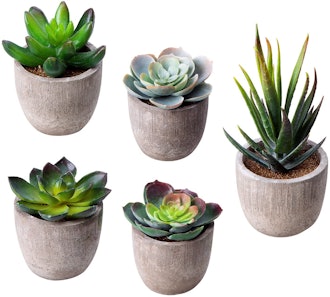 Jelofly Artificial Succulents (Set of 5)