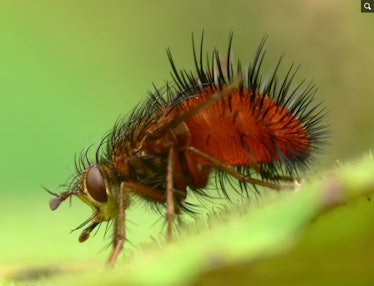 Bristles and hair on a Tachinid fly.