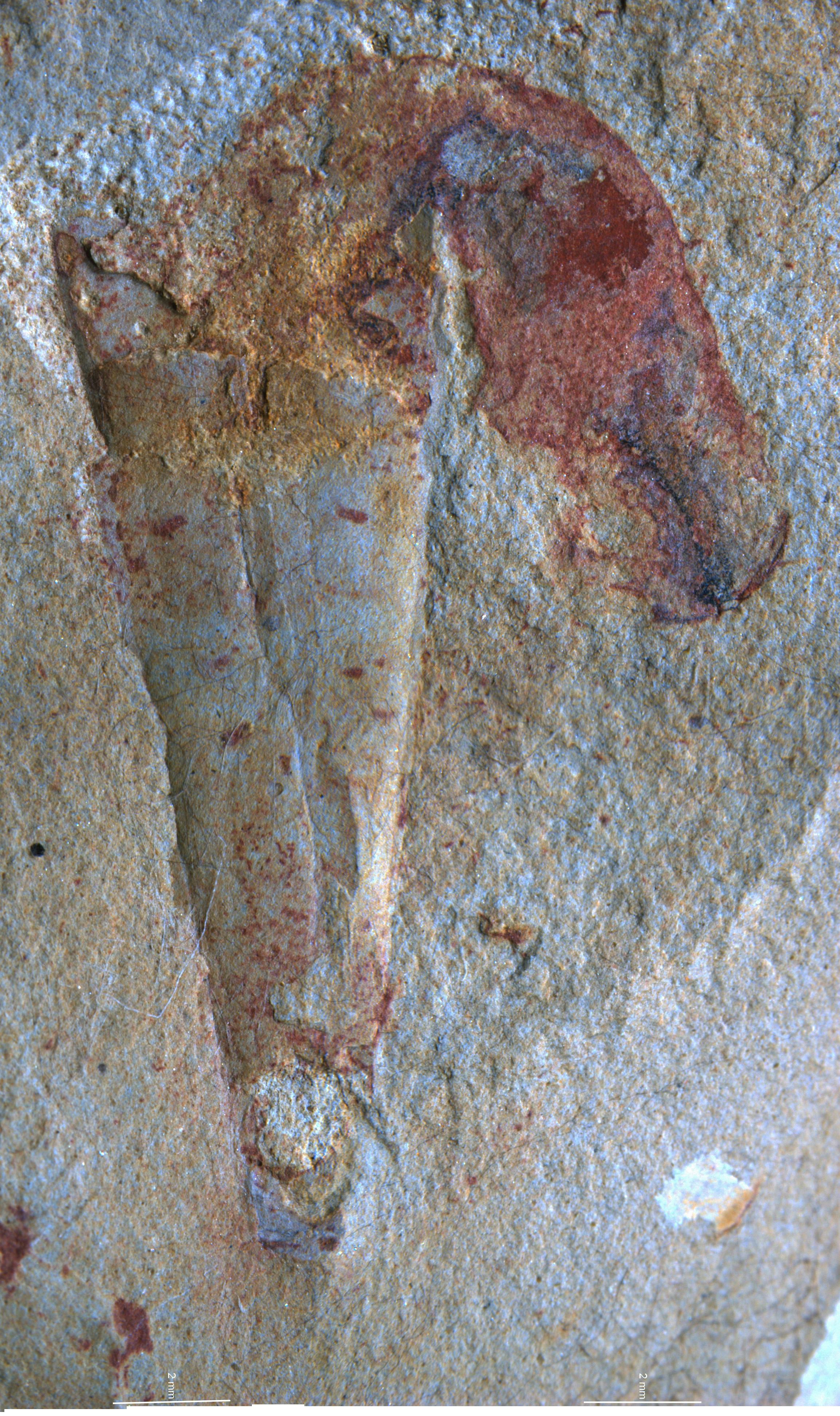 Grand Canyons Evolutionary Surprise: The Fossilised Penis Worm Reveal - 36pv3cs