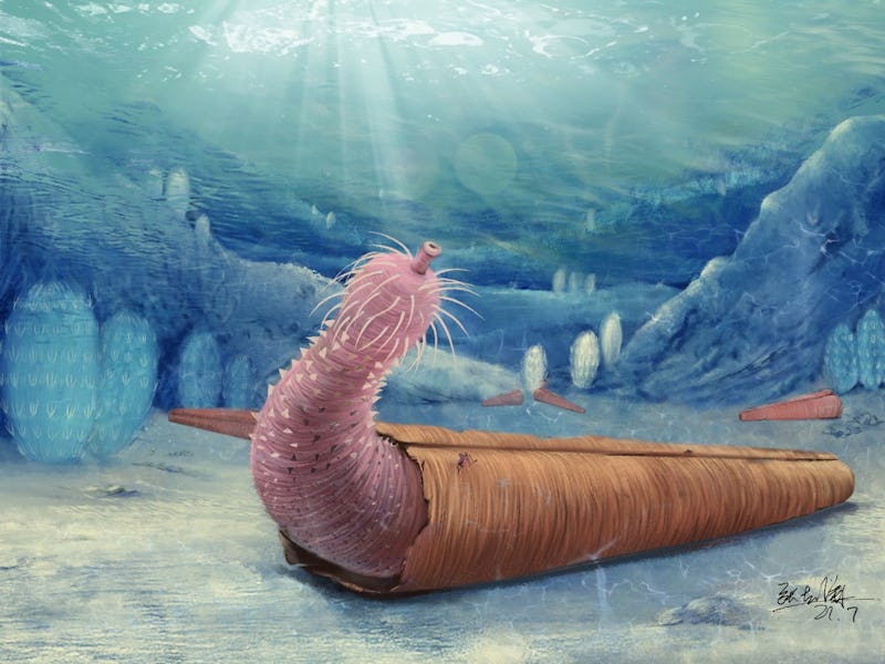 An artistic rendering of an ancient penis worm