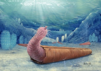 An artistic rendering of the penis worm Eximipriapulus. 