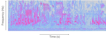 bird spectrogram