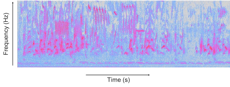 bird spectrogram