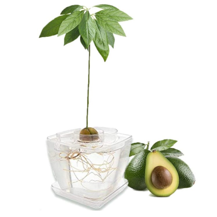 AvoSeedo Avocado Tree Growing Kit