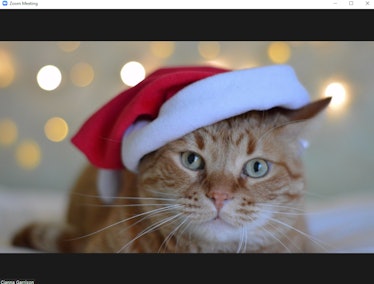 These holiday Zoom backgrounds include a cute Santa cat.