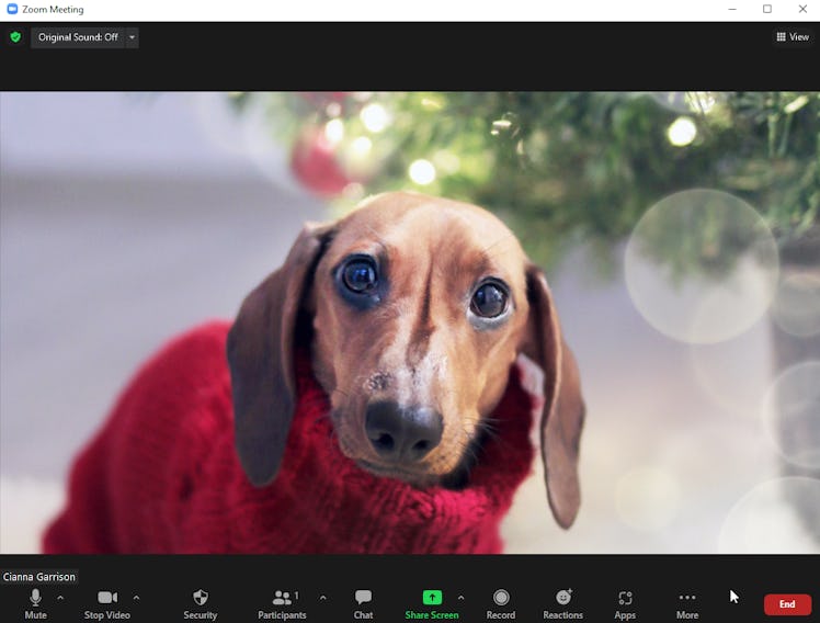 These holiday Zoom backgrounds include a cute pup in a festive sweater.