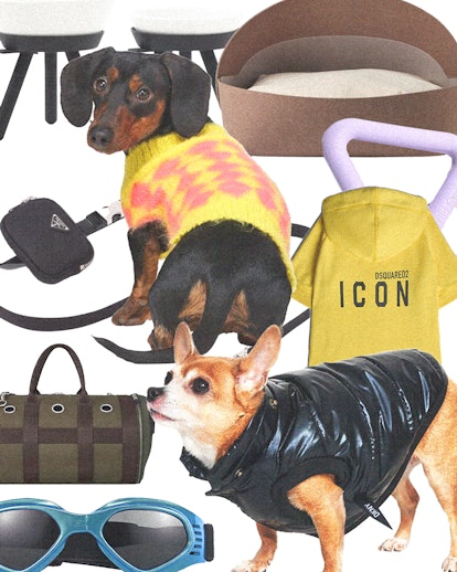 a collage of dogs wearing jackets and other assorted pet items