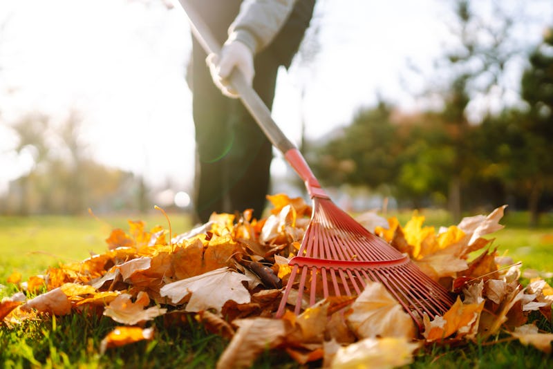 the best leaf rakes