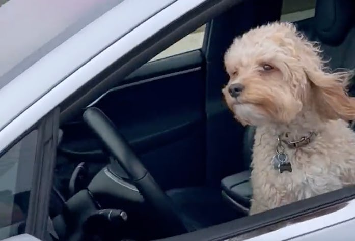 Dog behind wheel of Tesla in Full Self Driving Mode posted to TikTok