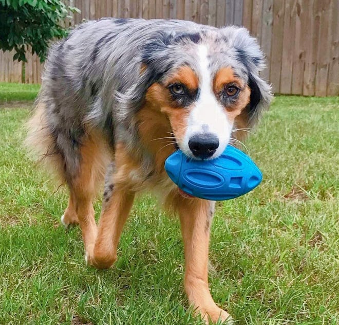 EASTBLUE Squeaky Dog Toy