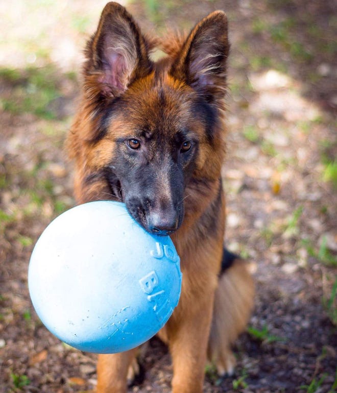Jolly Pets Bounce-n-Play Dog Toy