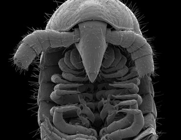 A dorsal view of head and ventral view of gonopods of a male Eumillipes persephone.