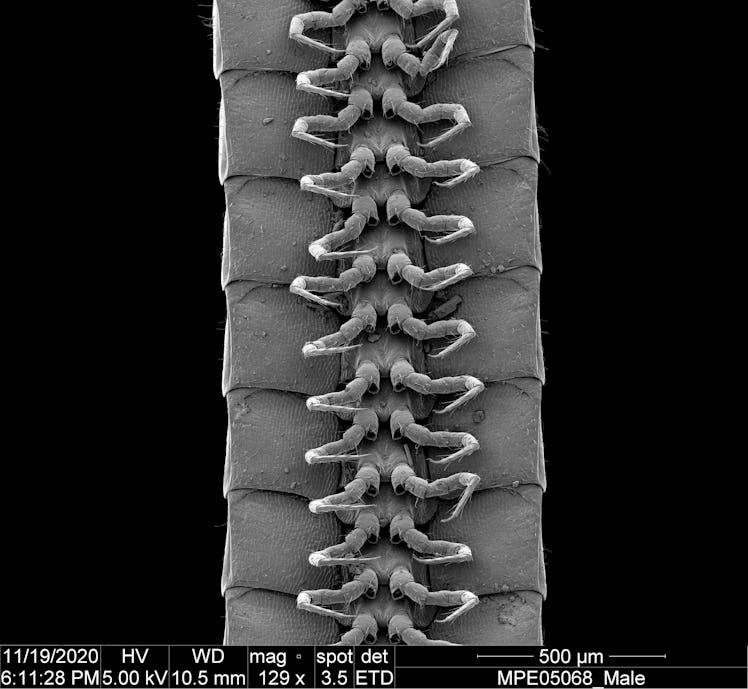 The legs of a male Eumillipes persephone