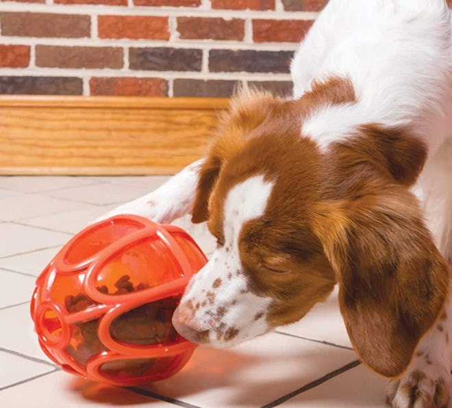 PetSafe Busy Buddy Kibble Nibble Ball