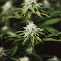 Cannabis flower and leaves closeup
