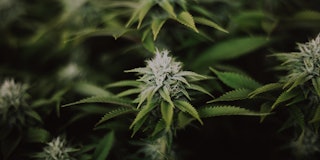 Cannabis flower and leaves closeup