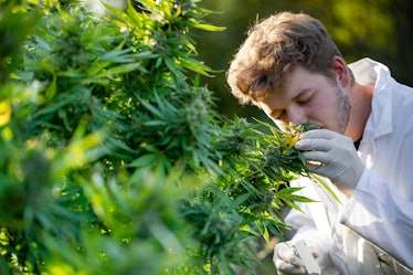 Researcher sniffing cannabis bud