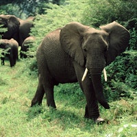 African elephant in grassy area