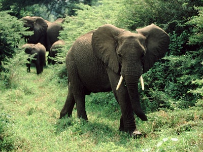 African elephant in grassy area