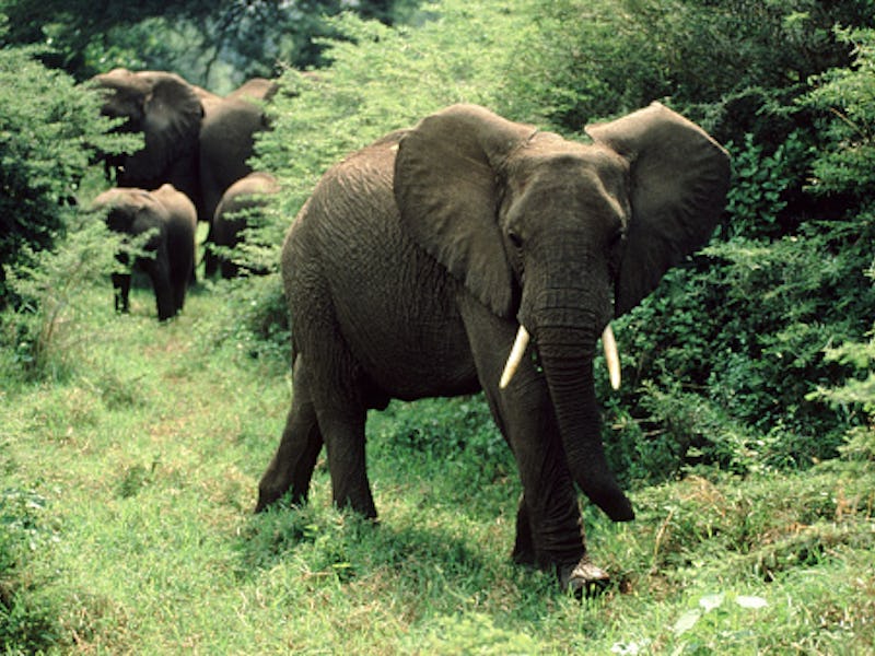 African elephant in grassy area