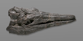 Ichthyosaur skull