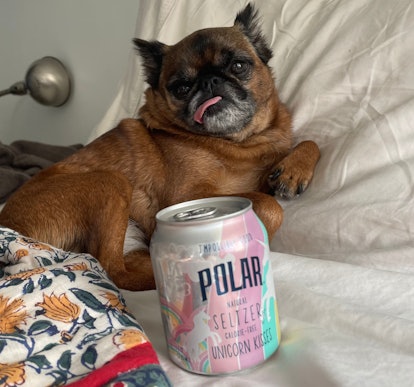 A can of seltzer in front of a dog named Baby lounging in bed.