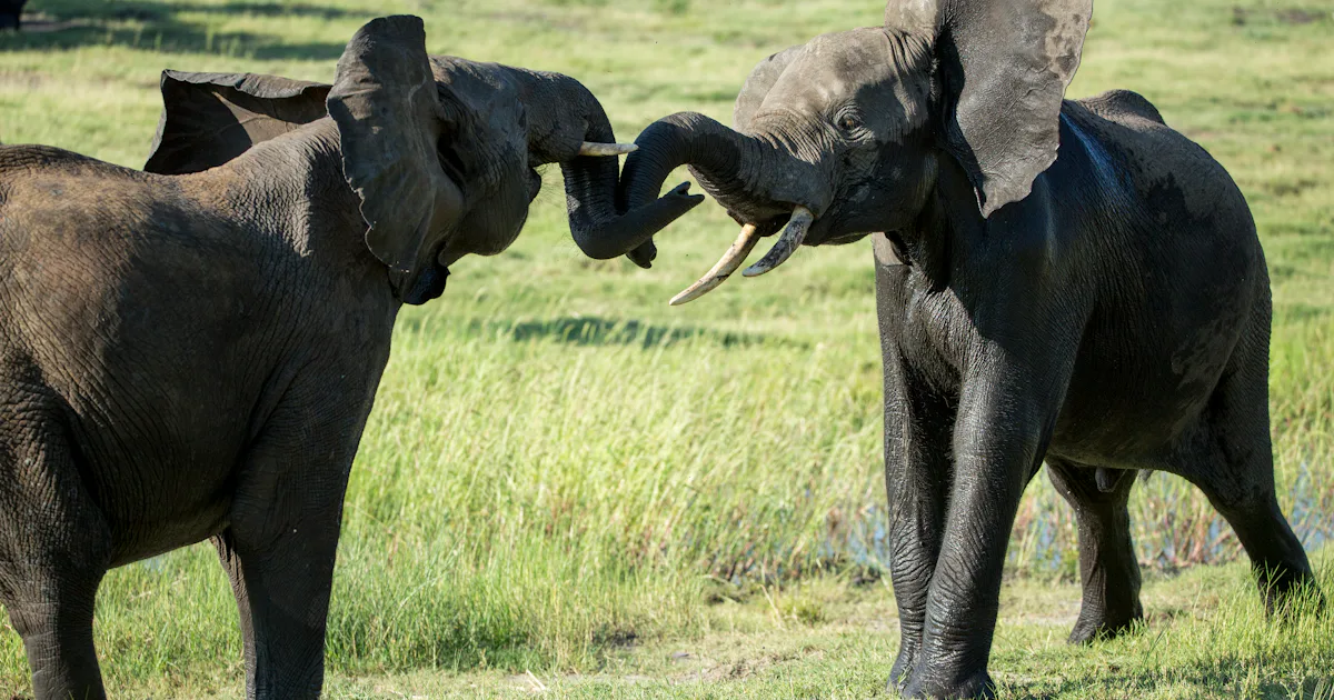 Elephant Study Elephant study could reduce conflict with humans