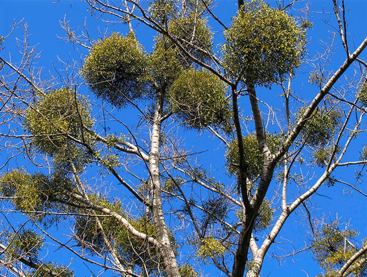 clumps of mistletoe