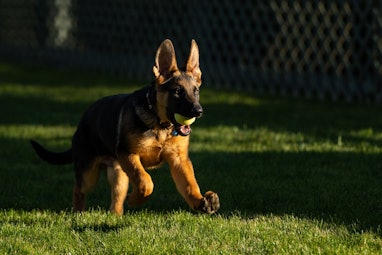 German Shepherd puppy on lawn.