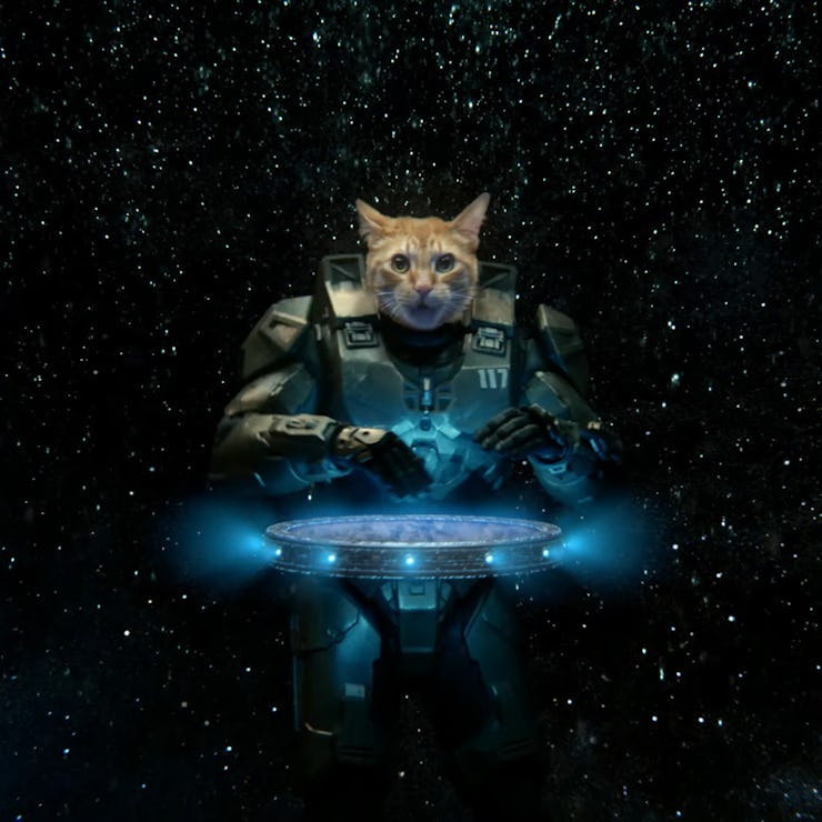 halo cat dj ad