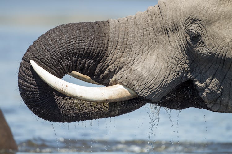 Bull male elephant drinking water