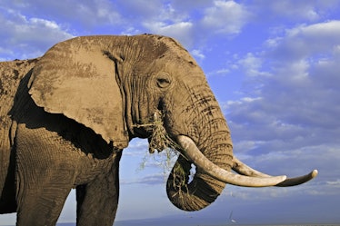 Bull African elephant
