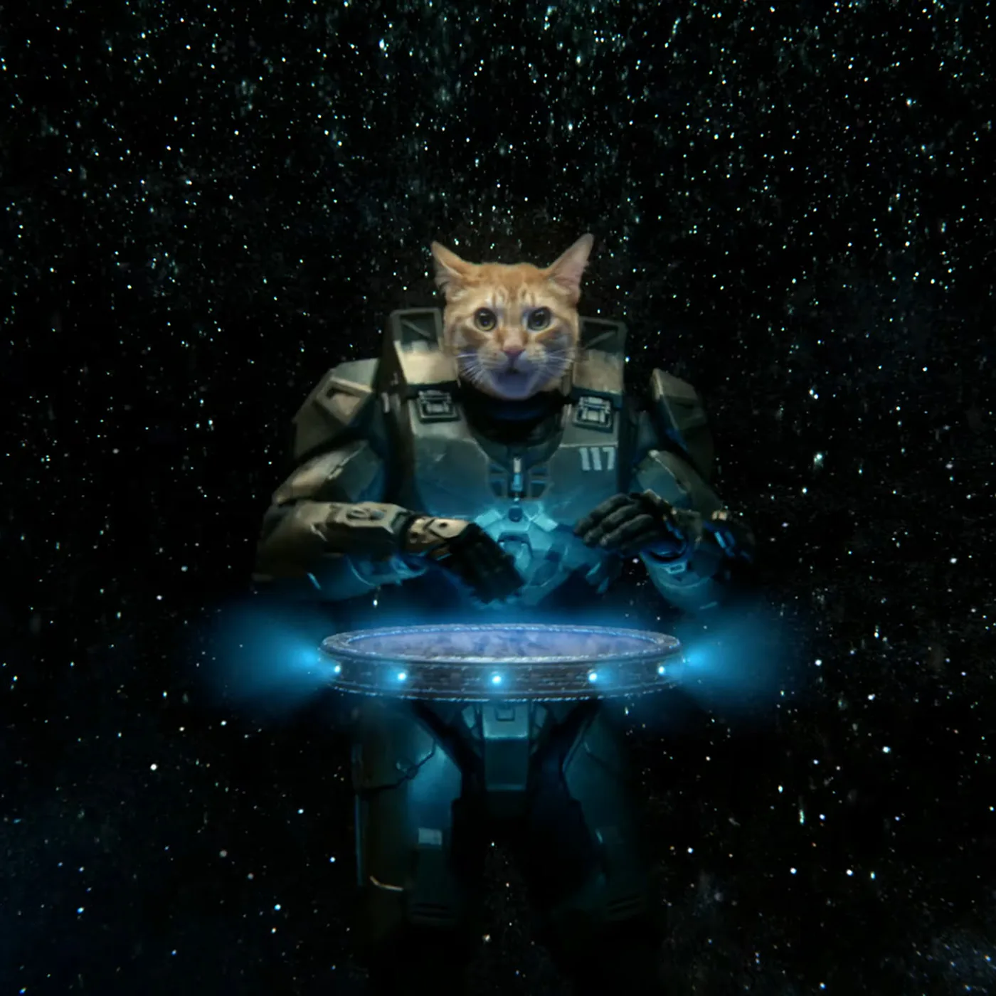 halo cat