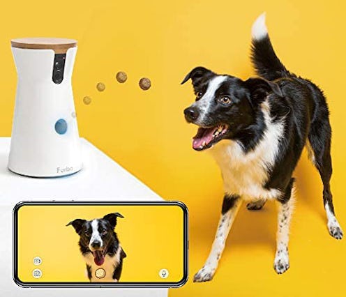 Best Dog Cameras