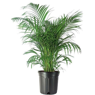 Areca Palm Tree, Large Indoor/Outdoor Air Purifier, Non-Toxic Live Plant, 8" Pot, Clean Toxins