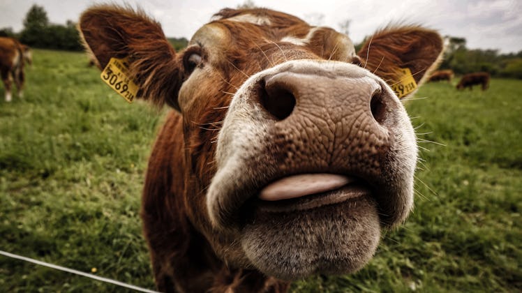 Cow closeup