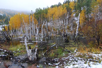 Permafrost thaw and flooded Siberian forest